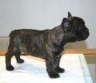BULLDOG   FRANCES   400    OFERTA - mejor precio | unprecio.es
