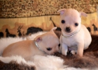 Criadora de chihuahuas vende exclusivo cachorro blanco pequeño - mejor precio | unprecio.es