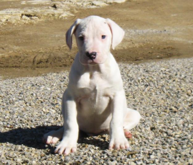 dogo argentino