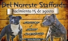 Gran camada Staffordshire Bull Terrier - mejor precio | unprecio.es