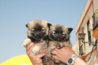 Pomeranias de calidad - mejor precio | unprecio.es