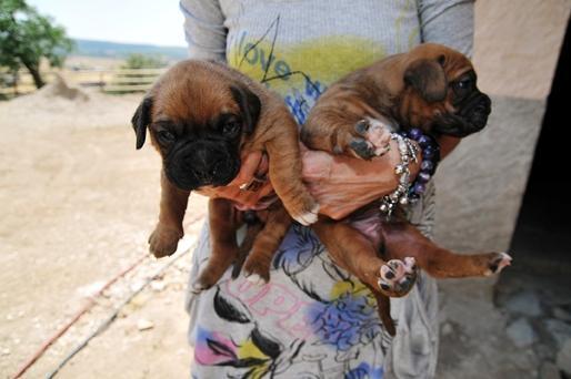Vendo Cahorros Boxer