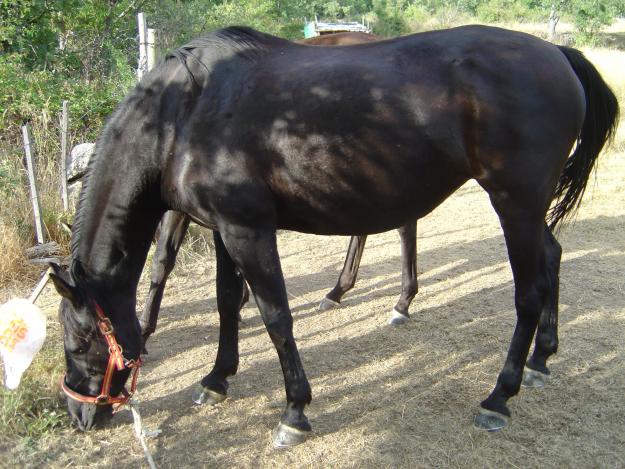 Vendo yegua negra