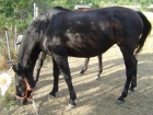 Vendo yegua negra - mejor precio | unprecio.es