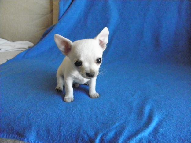 Preciosos y auténticos chihuahuas