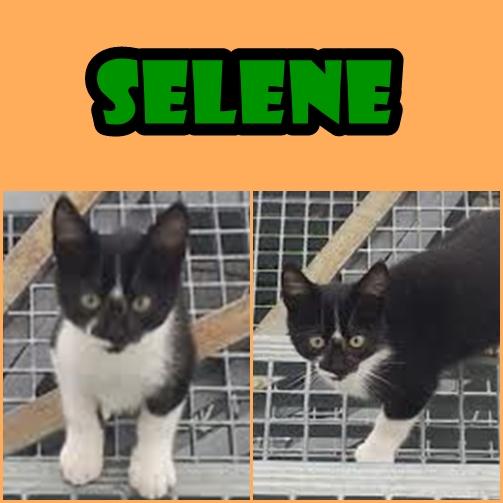 Selene, urgente acogida o adopción para esta pequeña!!