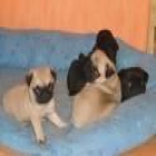 ////CARLINOS////CACHORROS PRECIOSOS CON DOS MESES - mejor precio | unprecio.es