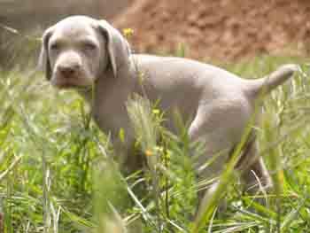 Cachorros de Braco de Weimar