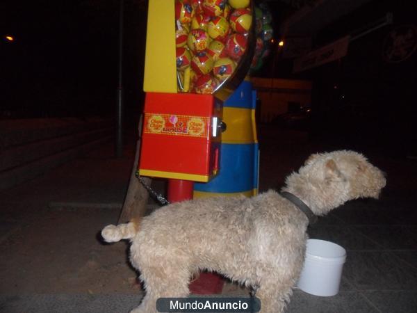 ENCONTRADO FOX TERRIER EN BADAJOZ