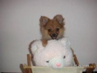PRECIOSA HEMBRA DE POMERANIA  410 € CON PEDIGREE - mejor precio | unprecio.es