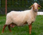 Se vende rebaño de ovejas - mejor precio | unprecio.es