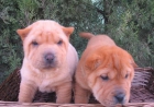 SHAR PEI DE PURA RAZA 350 - mejor precio | unprecio.es