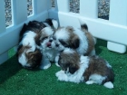 SHIHTZU TU CACHORRO AL MEJOR PRECIO - mejor precio | unprecio.es