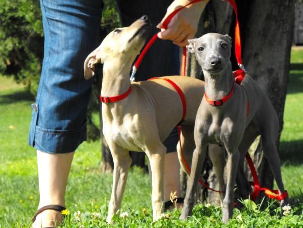 Vendo cachorros GALGO ITALIANO