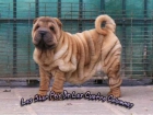 arrugadisimos shar peis cachorros multicampeones genetica azul - mejor precio | unprecio.es