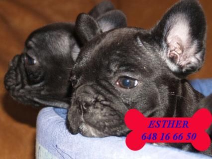 Bulldog francés, ¡5 años de garantía