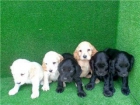 Cachorros Cocker Spaniel Inglés - mejor precio | unprecio.es