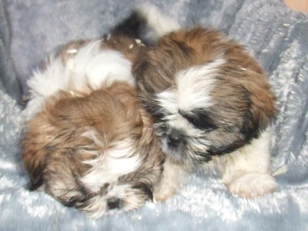 CACHORROS DE SHIH TZU EN BARCELONA CENTRO 350