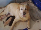 excelentes labradores en venta - mejor precio | unprecio.es