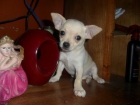 Hermosos Cachorritos Chihuahua - mejor precio | unprecio.es