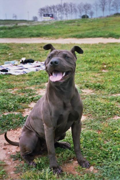 REGALO hembra de 9 años mezcla de shar-pei con pit-bull