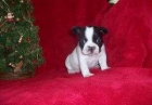 ¡muy buen precio! Bulldog frances - mejor precio | unprecio.es
