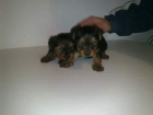 cachorritos de yorkshire 290 euros - mejor precio | unprecio.es
