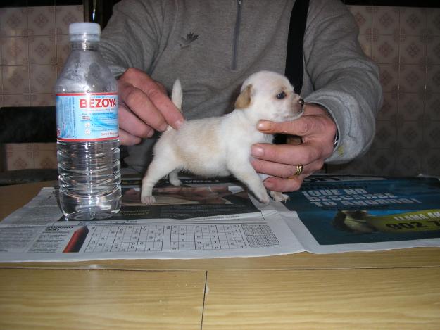 chihuahuas cachorros de ambos sexos son superminiaturas de pelo corto