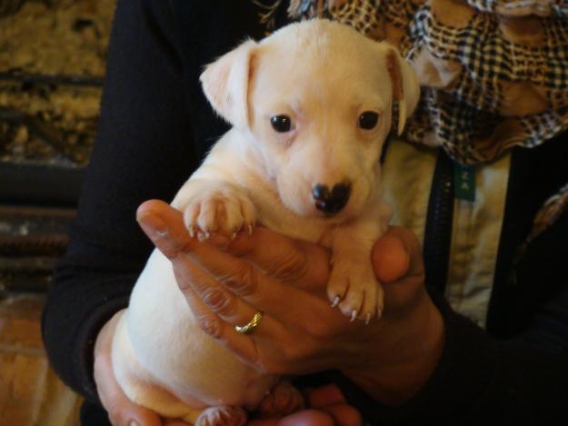 Preciosa camada de Jack Russell Terrier.