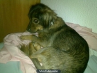 Regalo perrita - mejor precio | unprecio.es