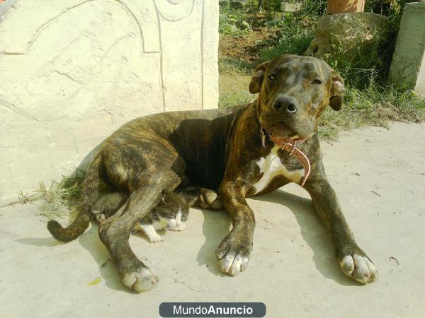 Se regala ca i moixa / Se regala perro y gata