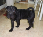 Vendo preciosa cachorrita de SHAR PEI - mejor precio | unprecio.es