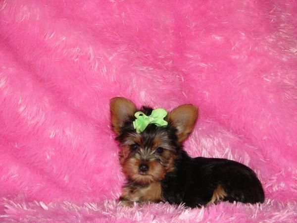 Yorkshire terrier 1 macho y 1 hembra