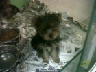 yorkshire terrier de 2,5 meses (profesionel criadero) - mejor precio | unprecio.es