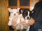 Espectaculares bulldogs francés por 500€ - mejor precio | unprecio.es