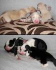 9 cachorritos de tamaño mediano para adoptar! - mejor precio | unprecio.es
