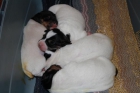 Bodeguero Andaluz. "4Cachorros excelentes" - mejor precio | unprecio.es