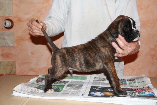 boxer atigrados