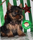 Cachorros de Yorkshire ¡haz más feliz la Navidad - mejor precio | unprecio.es