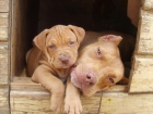 Compro pitbull - mejor precio | unprecio.es