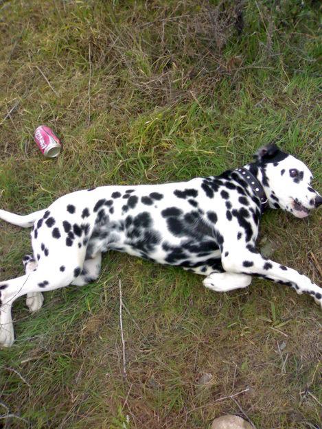 DALMATA A DISPOSICION DE HEMBRA