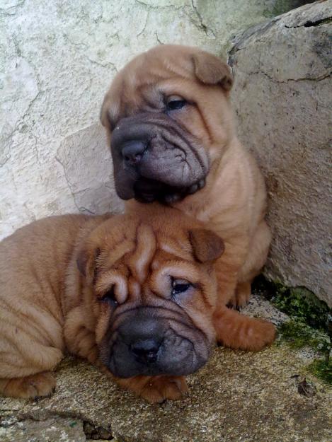 espectacular camada de shar pei