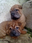 espectacular camada de shar pei - mejor precio | unprecio.es