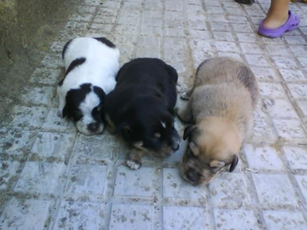 LOS REGALAMOSS