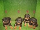 ROTTWEILER PRECIOSOS EN MASCOTASUR A 250 Euro s : ) - mejor precio | unprecio.es