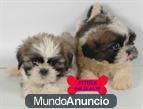 Tengo una camada de cachorros de Pura Raza de Shih_tzu ¡Son excepcionales como su...