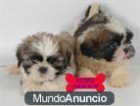 Tengo una camada de cachorros de Pura Raza de Shih_tzu ¡Son excepcionales como su... - mejor precio | unprecio.es