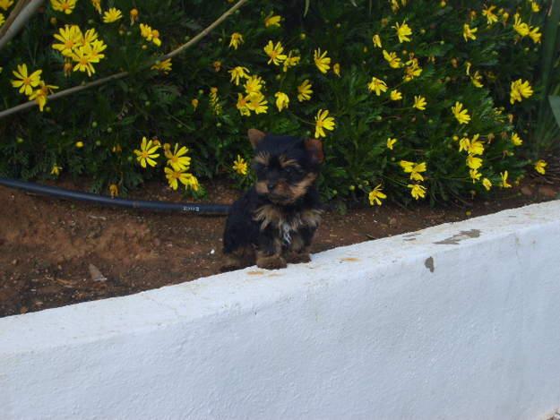 yorkshire terrier hembra mini con pedegree