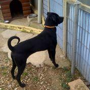 Xavi, perro en adopción o acogida