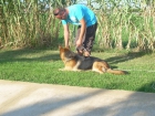 Adiestramiento canino - mejor precio | unprecio.es